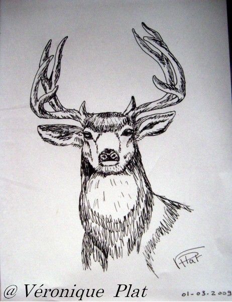 tete de cerf dessin