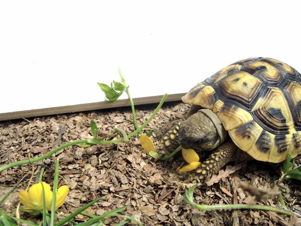 Est-ce Que Les Tortues Mangent Des Tomates